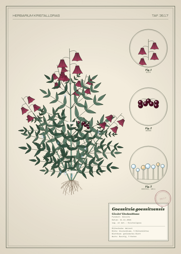 Botanische Tafel: Goessitzia goessitzensis, eine erfundene Pflanze aus Gössitz, gezeichnet wie in einem alten Pflanzenatlas