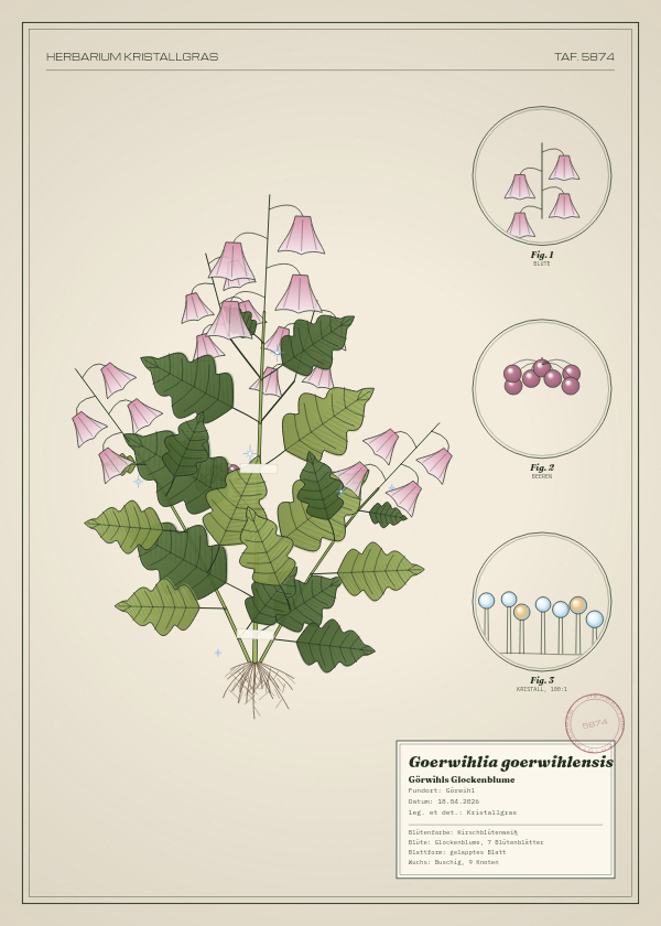 Botanische Tafel: Goerwihlia goerwihlensis, eine erfundene Pflanze aus Görwihl, gezeichnet wie in einem alten Pflanzenatlas