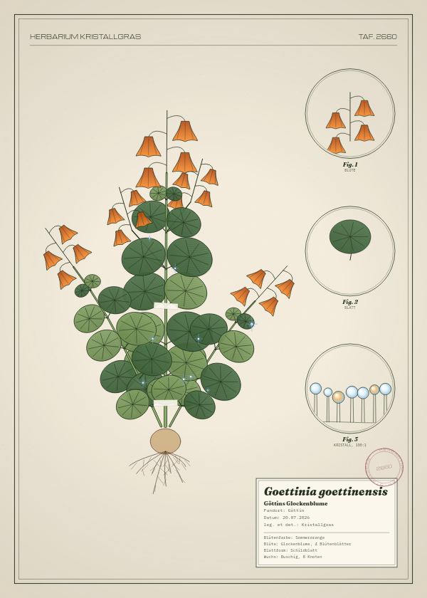 Botanische Tafel: Goettinia goettinensis, eine erfundene Pflanze aus Göttin, gezeichnet wie in einem alten Pflanzenatlas