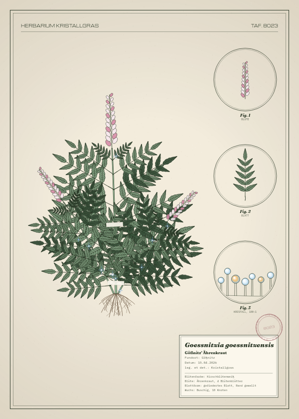 Botanische Tafel: Goessnitzia goessnitzensis, eine erfundene Pflanze aus Gößnitz, gezeichnet wie in einem alten Pflanzenatlas