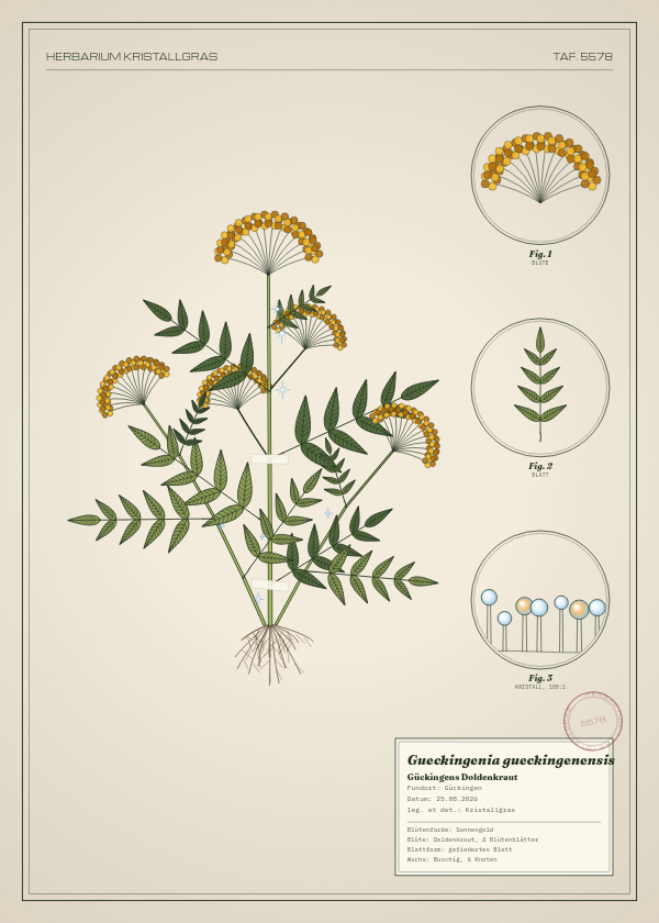 Botanische Tafel: Gueckingenia gueckingenensis, eine erfundene Pflanze aus Gückingen, gezeichnet wie in einem alten Pflanzenatlas