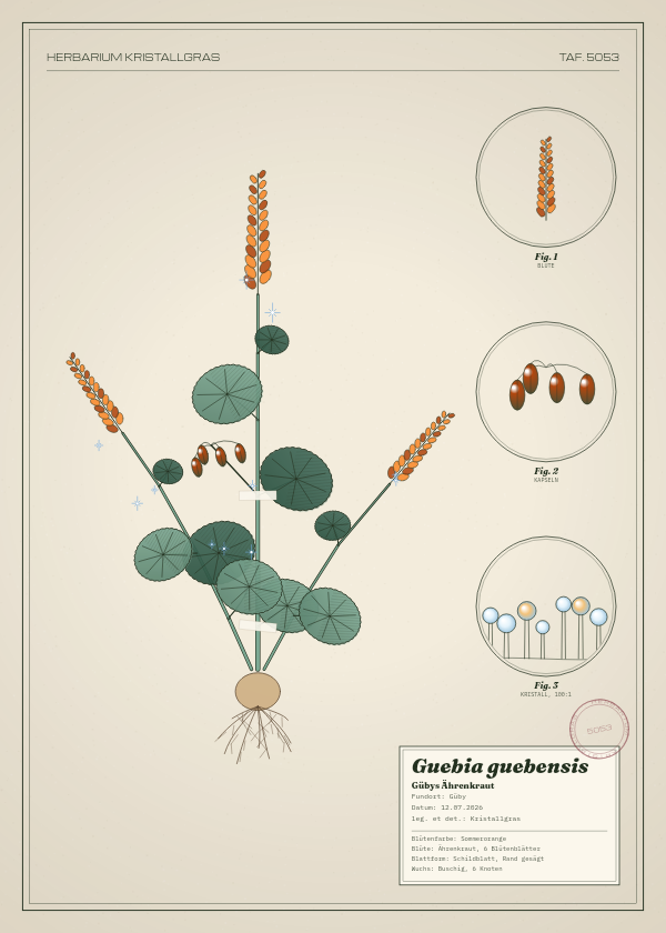 Botanische Tafel: Guebia guebensis, eine erfundene Pflanze aus Güby, gezeichnet wie in einem alten Pflanzenatlas