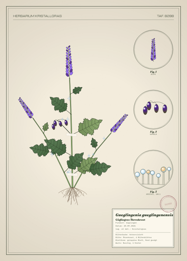 Botanische Tafel: Gueglingenia gueglingenensis, eine erfundene Pflanze aus Güglingen, gezeichnet wie in einem alten Pflanzenatlas