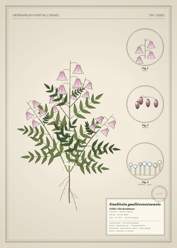 Botanische Tafel: Guelitzia guelitzreetzensis, eine erfundene Pflanze aus Gülitz-Reetz, gezeichnet wie in einem alten Pflanzenatlas