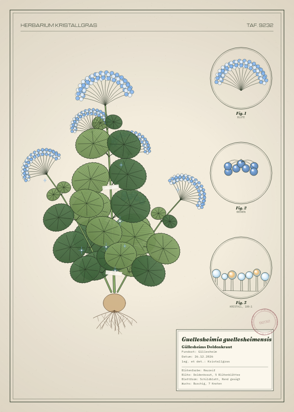 Botanische Tafel: Guellesheimia guellesheimensis, eine erfundene Pflanze aus Güllesheim, gezeichnet wie in einem alten Pflanzenatlas