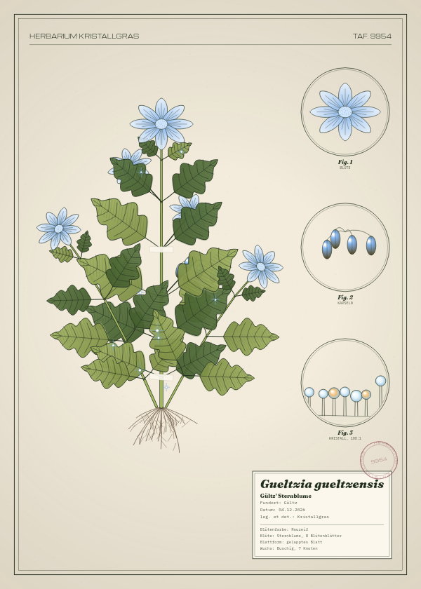 Botanische Tafel: Gueltzia gueltzensis, eine erfundene Pflanze aus Gültz, gezeichnet wie in einem alten Pflanzenatlas