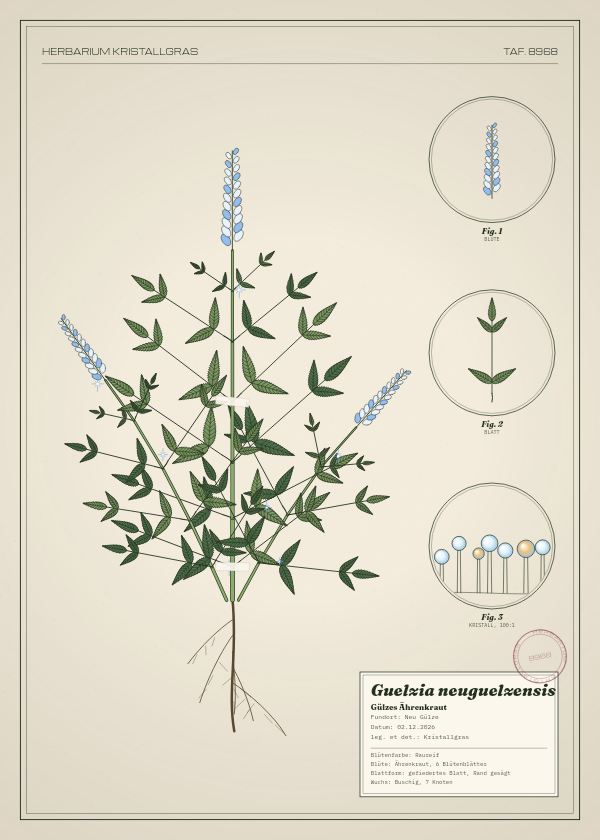 Botanische Tafel: Guelzia neuguelzensis, eine erfundene Pflanze aus Neu Gülze, gezeichnet wie in einem alten Pflanzenatlas