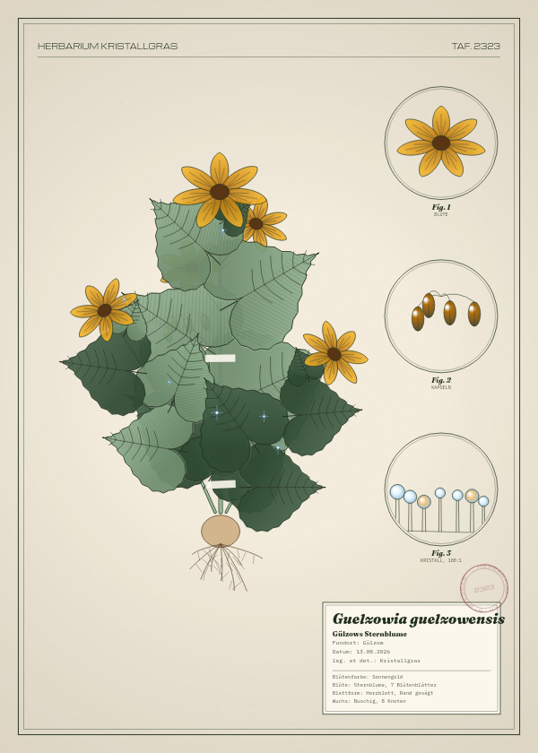 Botanische Tafel: Guelzowia guelzowensis, eine erfundene Pflanze aus Gülzow, gezeichnet wie in einem alten Pflanzenatlas