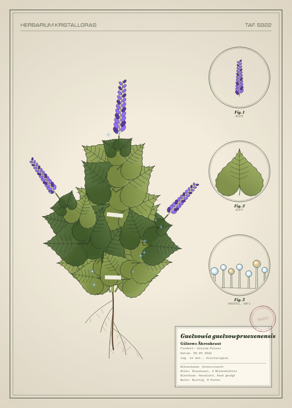 Botanische Tafel: Guelzowia guelzowpruezenensis, eine erfundene Pflanze aus Gülzow-Prüzen, gezeichnet wie in einem alten Pflanzenatlas