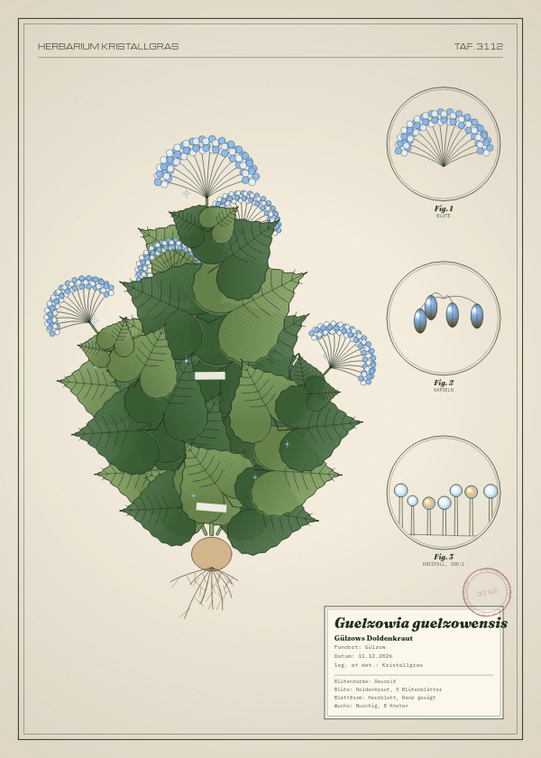 Botanische Tafel: Guelzowia guelzowensis, eine erfundene Pflanze aus Gülzow, gezeichnet wie in einem alten Pflanzenatlas