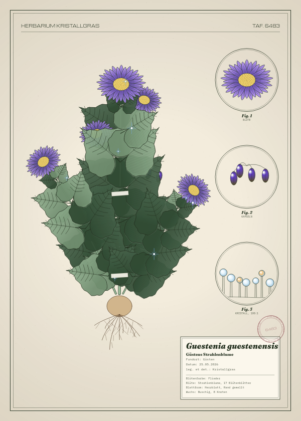 Botanische Tafel: Guestenia guestenensis, eine erfundene Pflanze aus Güsten, gezeichnet wie in einem alten Pflanzenatlas