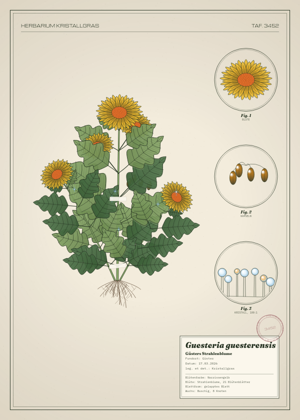 Botanische Tafel: Guesteria guesterensis, eine erfundene Pflanze aus Güster, gezeichnet wie in einem alten Pflanzenatlas