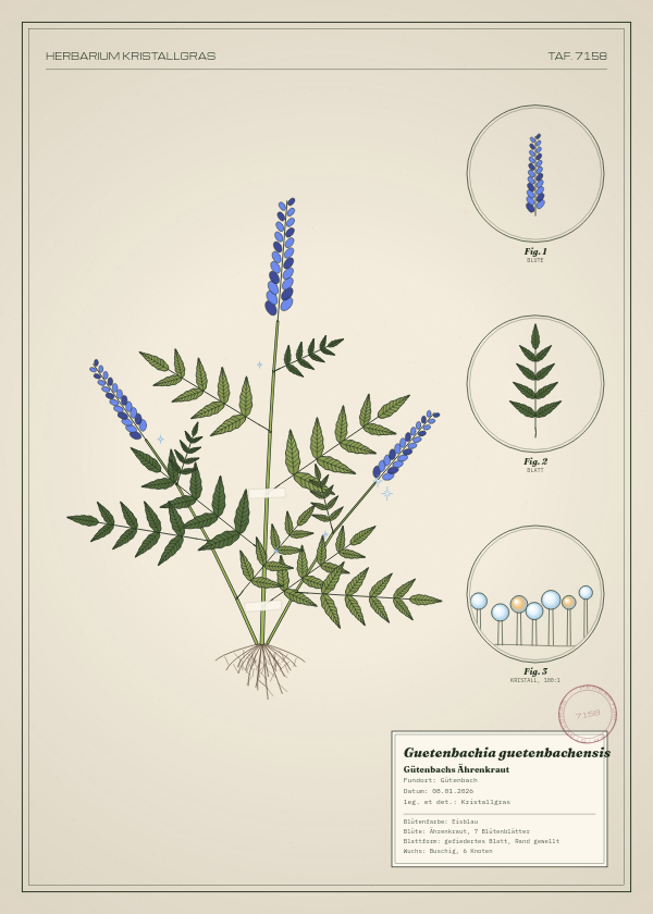 Botanische Tafel: Guetenbachia guetenbachensis, eine erfundene Pflanze aus Gütenbach, gezeichnet wie in einem alten Pflanzenatlas