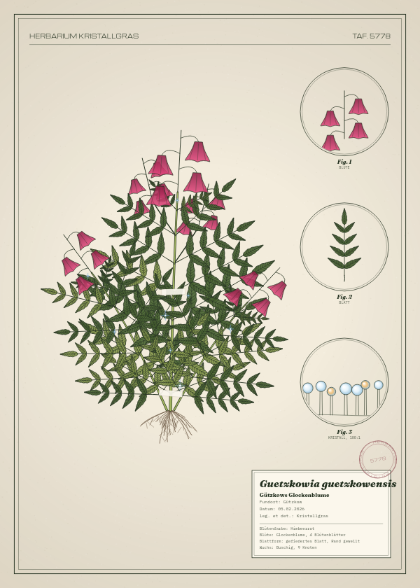Botanische Tafel: Guetzkowia guetzkowensis, eine erfundene Pflanze aus Gützkow, gezeichnet wie in einem alten Pflanzenatlas