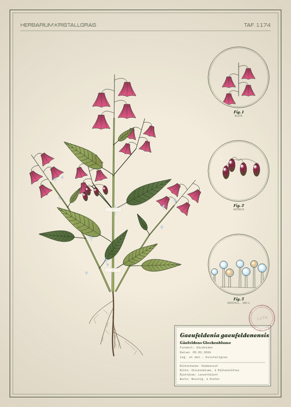 Botanische Tafel: Gaeufeldenia gaeufeldenensis, eine erfundene Pflanze aus Gäufelden, gezeichnet wie in einem alten Pflanzenatlas
