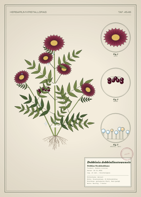 Botanische Tafel: Dobbinia dobbinlinstowensis, eine erfundene Pflanze aus Dobbin-Linstow, gezeichnet wie in einem alten Pflanzenatlas