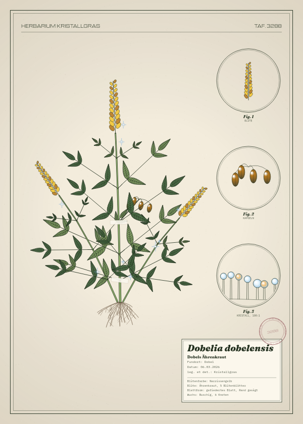 Botanische Tafel: Dobelia dobelensis, eine erfundene Pflanze aus Dobel, gezeichnet wie in einem alten Pflanzenatlas