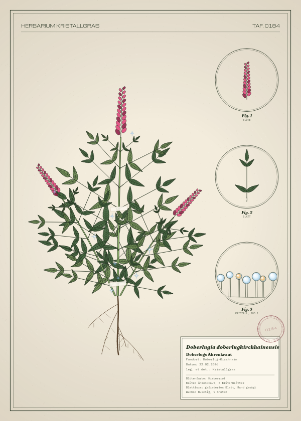 Botanische Tafel: Doberlugia doberlugkirchhainensis, eine erfundene Pflanze aus Doberlug-Kirchhain, gezeichnet wie in einem alten Pflanzenatlas