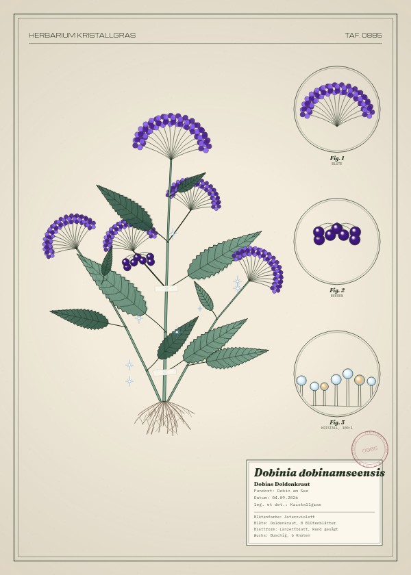Botanische Tafel: Dobinia dobinamseensis, eine erfundene Pflanze aus Dobin am See, gezeichnet wie in einem alten Pflanzenatlas