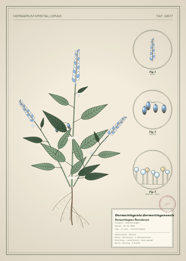 Botanische Tafel: Dormettingenia dormettingenensis, eine erfundene Pflanze aus Dormettingen, gezeichnet wie in einem alten Pflanzenatlas
