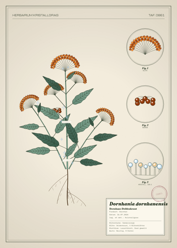 Botanische Tafel: Dornhania dornhanensis, eine erfundene Pflanze aus Dornhan, gezeichnet wie in einem alten Pflanzenatlas