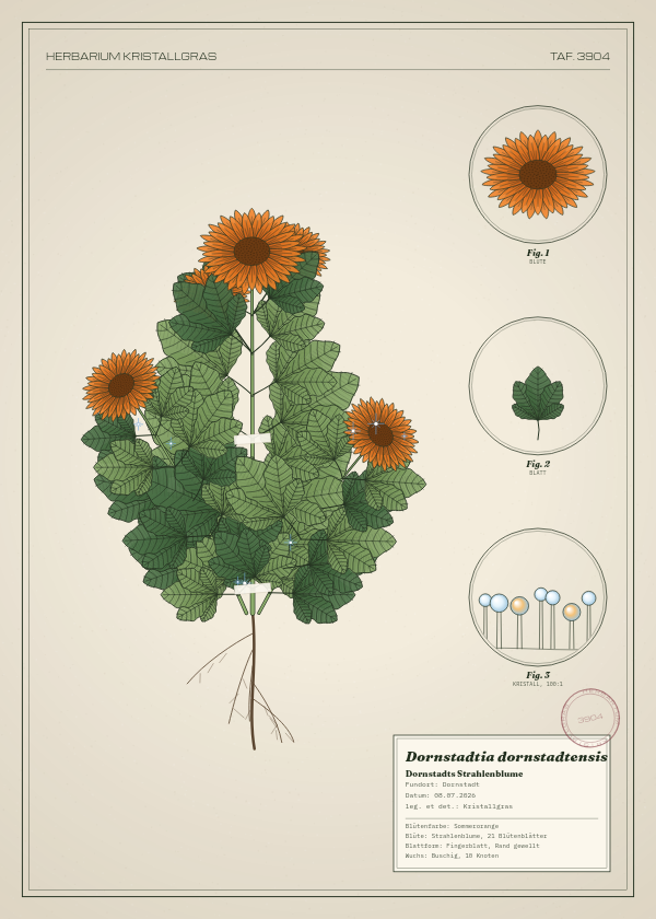 Botanische Tafel: Dornstadtia dornstadtensis, eine erfundene Pflanze aus Dornstadt, gezeichnet wie in einem alten Pflanzenatlas