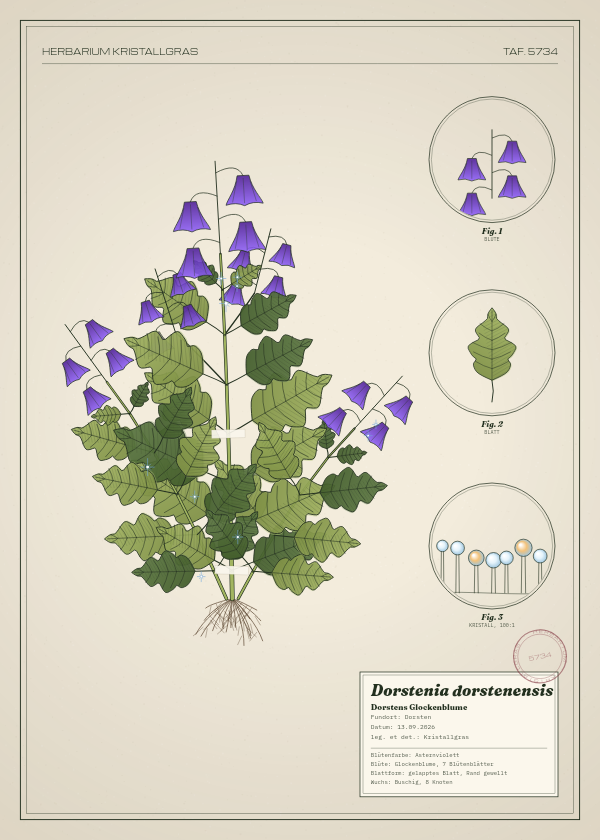 Botanische Tafel: Dorstenia dorstenensis, eine erfundene Pflanze aus Dorsten, gezeichnet wie in einem alten Pflanzenatlas