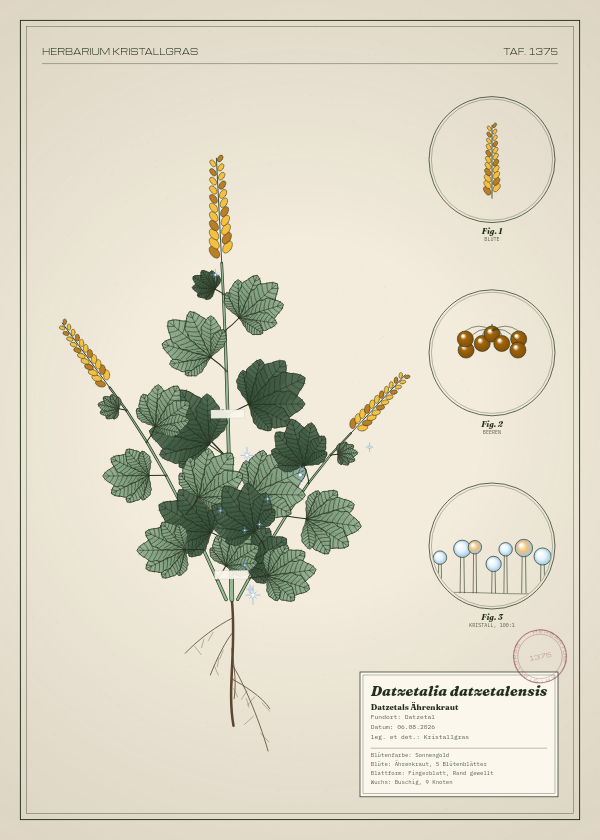 Botanische Tafel: Datzetalia datzetalensis, eine erfundene Pflanze aus Datzetal, gezeichnet wie in einem alten Pflanzenatlas