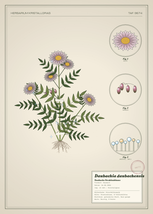 Botanische Tafel: Daubachia daubachensis, eine erfundene Pflanze aus Daubach, gezeichnet wie in einem alten Pflanzenatlas