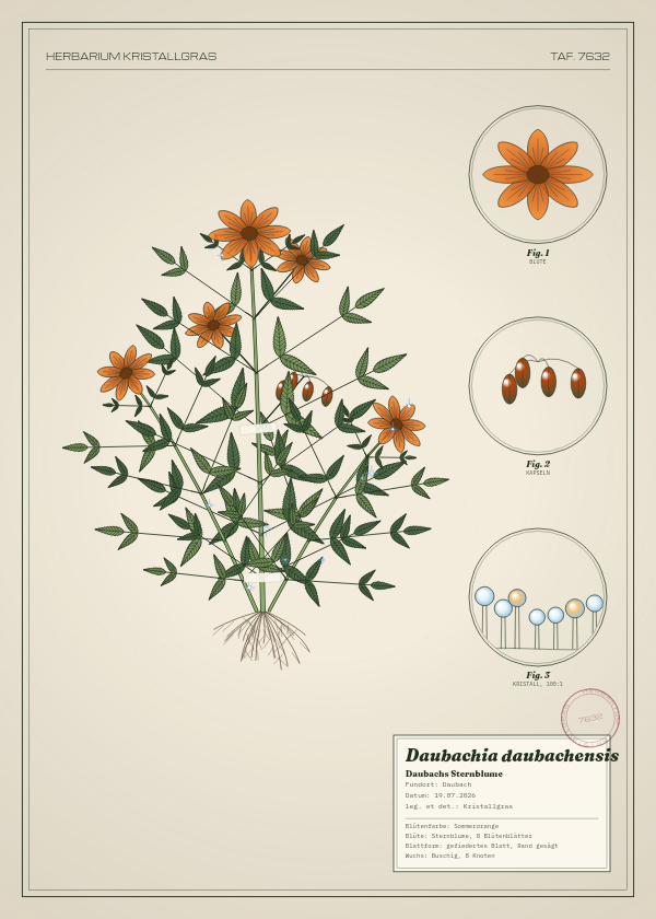 Botanische Tafel: Daubachia daubachensis, eine erfundene Pflanze aus Daubach, gezeichnet wie in einem alten Pflanzenatlas