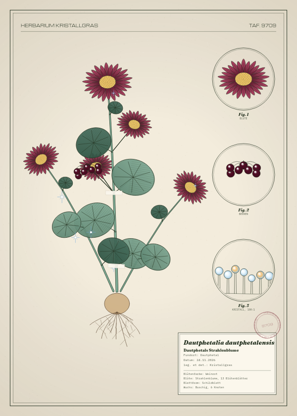 Botanische Tafel: Dautphetalia dautphetalensis, eine erfundene Pflanze aus Dautphetal, gezeichnet wie in einem alten Pflanzenatlas