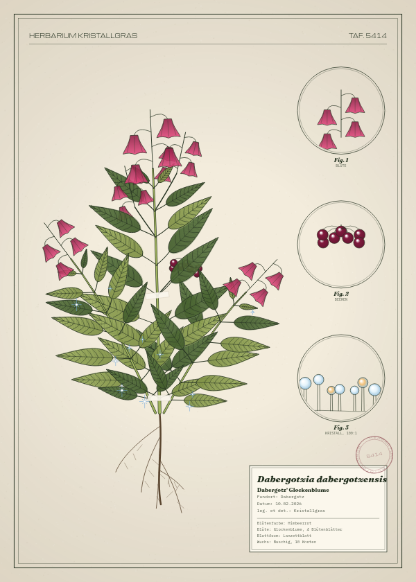 Botanische Tafel: Dabergotzia dabergotzensis, eine erfundene Pflanze aus Dabergotz, gezeichnet wie in einem alten Pflanzenatlas