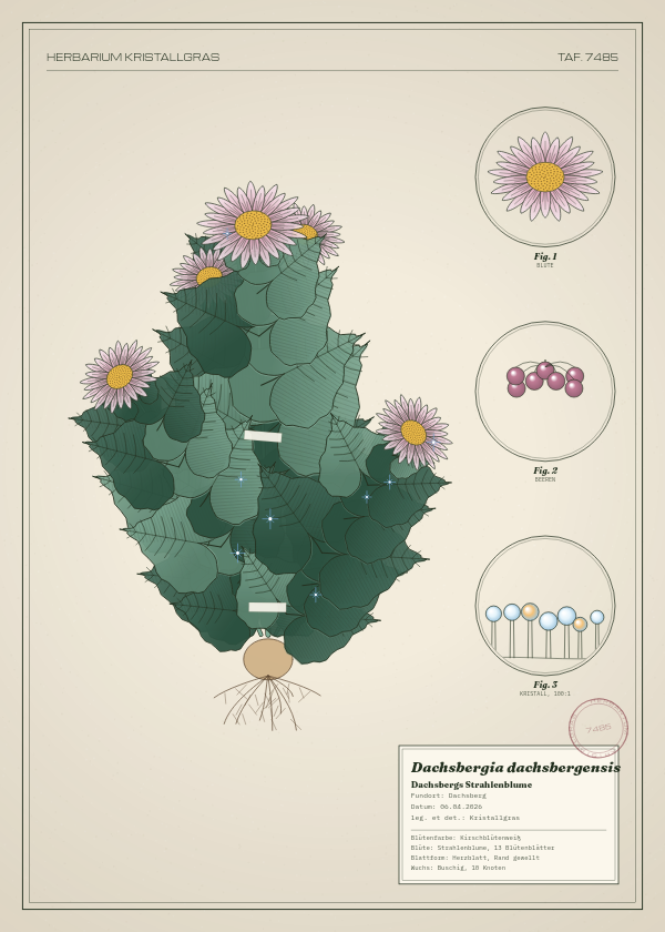 Botanische Tafel: Dachsbergia dachsbergensis, eine erfundene Pflanze aus Dachsberg, gezeichnet wie in einem alten Pflanzenatlas