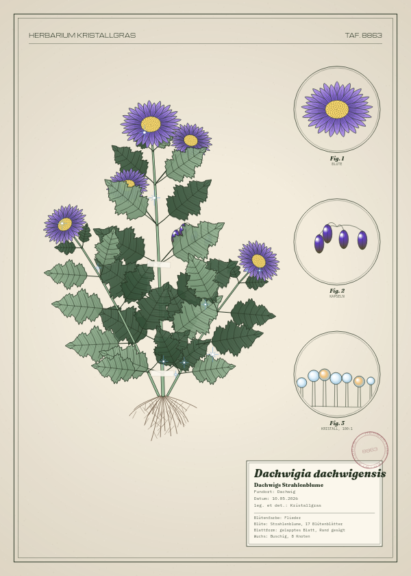 Botanische Tafel: Dachwigia dachwigensis, eine erfundene Pflanze aus Dachwig, gezeichnet wie in einem alten Pflanzenatlas