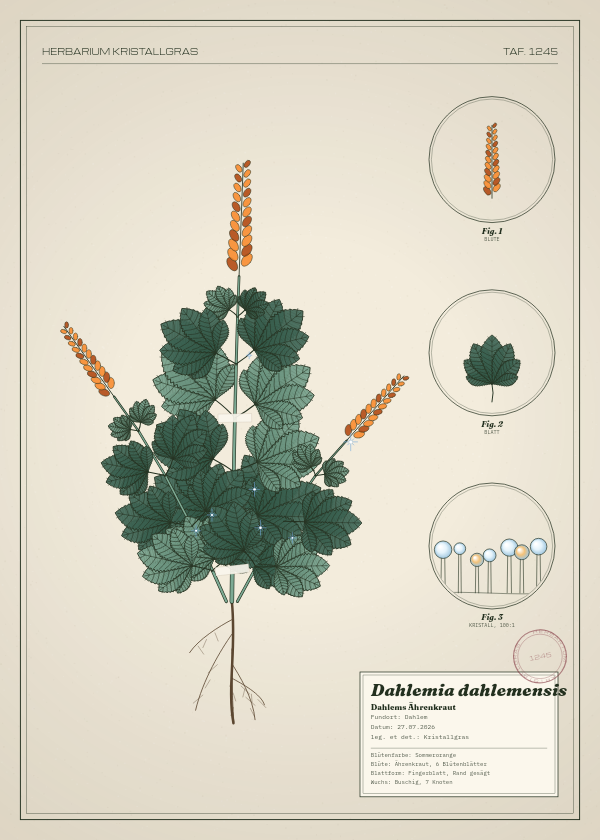 Botanische Tafel: Dahlemia dahlemensis, eine erfundene Pflanze aus Dahlem, gezeichnet wie in einem alten Pflanzenatlas