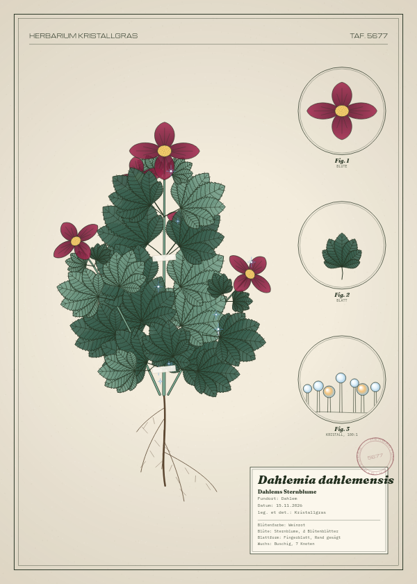 Botanische Tafel: Dahlemia dahlemensis, eine erfundene Pflanze aus Dahlem, gezeichnet wie in einem alten Pflanzenatlas