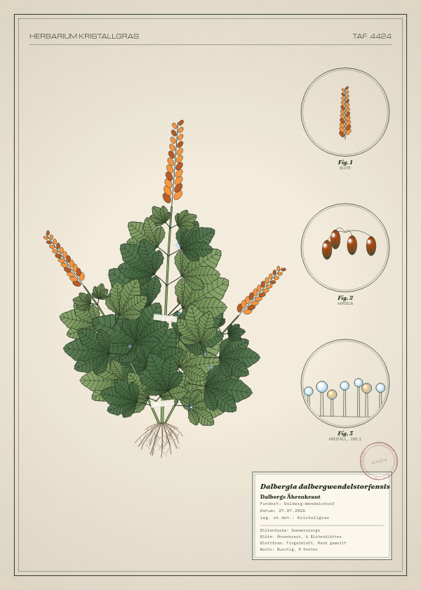 Botanische Tafel: Dalbergia dalbergwendelstorfensis, eine erfundene Pflanze aus Dalberg-Wendelstorf, gezeichnet wie in einem alten Pflanzenatlas