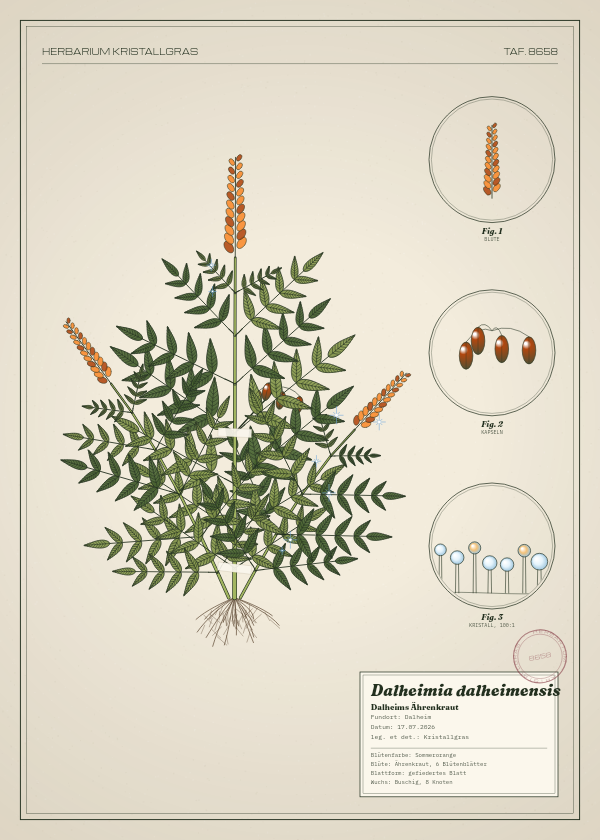 Botanische Tafel: Dalheimia dalheimensis, eine erfundene Pflanze aus Dalheim, gezeichnet wie in einem alten Pflanzenatlas