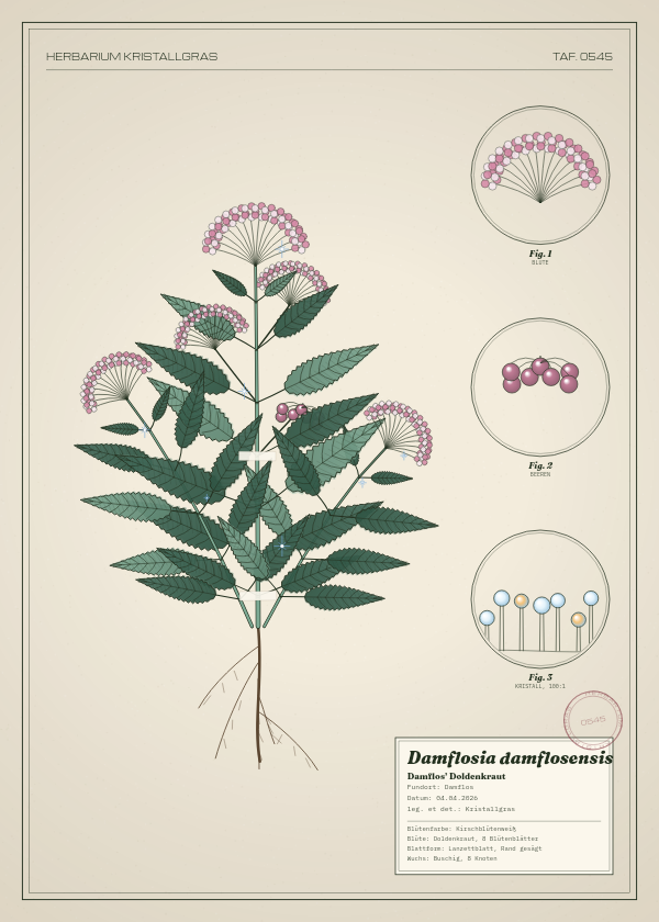 Botanische Tafel: Damflosia damflosensis, eine erfundene Pflanze aus Damflos, gezeichnet wie in einem alten Pflanzenatlas