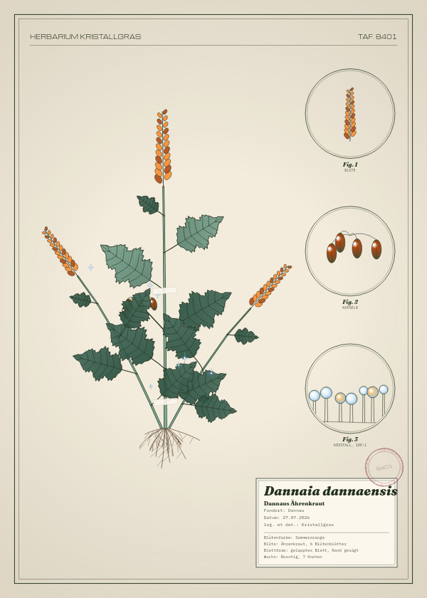 Botanische Tafel: Dannaia dannaensis, eine erfundene Pflanze aus Dannau, gezeichnet wie in einem alten Pflanzenatlas