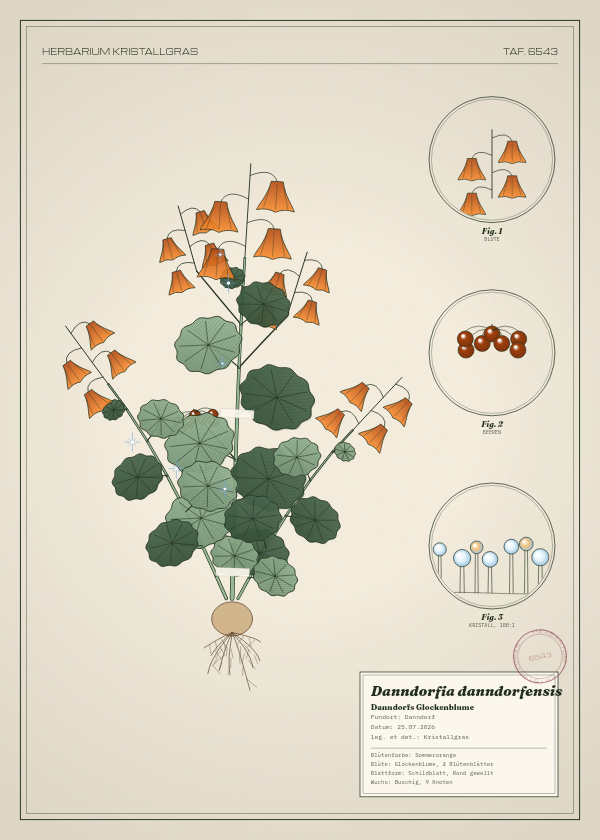 Botanische Tafel: Danndorfia danndorfensis, eine erfundene Pflanze aus Danndorf, gezeichnet wie in einem alten Pflanzenatlas