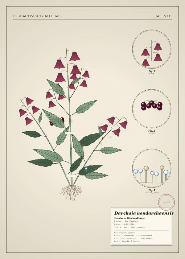 Botanische Tafel: Darchaia neudarchaensis, eine erfundene Pflanze aus Neu Darchau, gezeichnet wie in einem alten Pflanzenatlas
