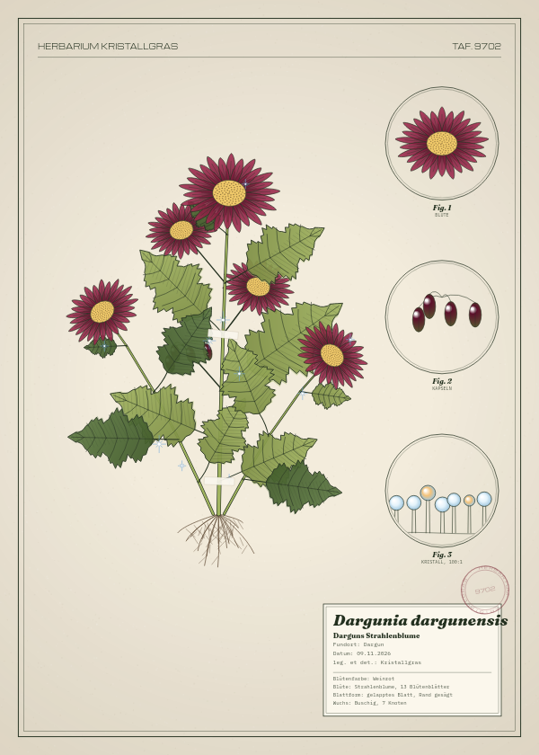 Botanische Tafel: Dargunia dargunensis, eine erfundene Pflanze aus Dargun, gezeichnet wie in einem alten Pflanzenatlas