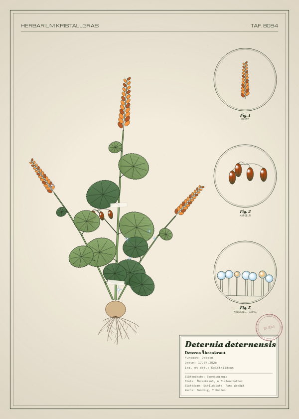 Botanische Tafel: Deternia deternensis, eine erfundene Pflanze aus Detern, gezeichnet wie in einem alten Pflanzenatlas