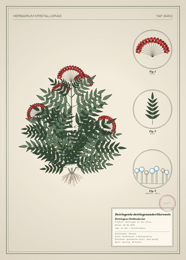 Botanische Tafel: Dettingenia dettingenanderillerensis, eine erfundene Pflanze aus Dettingen an der Iller, gezeichnet wie in einem alten Pflanzenatlas