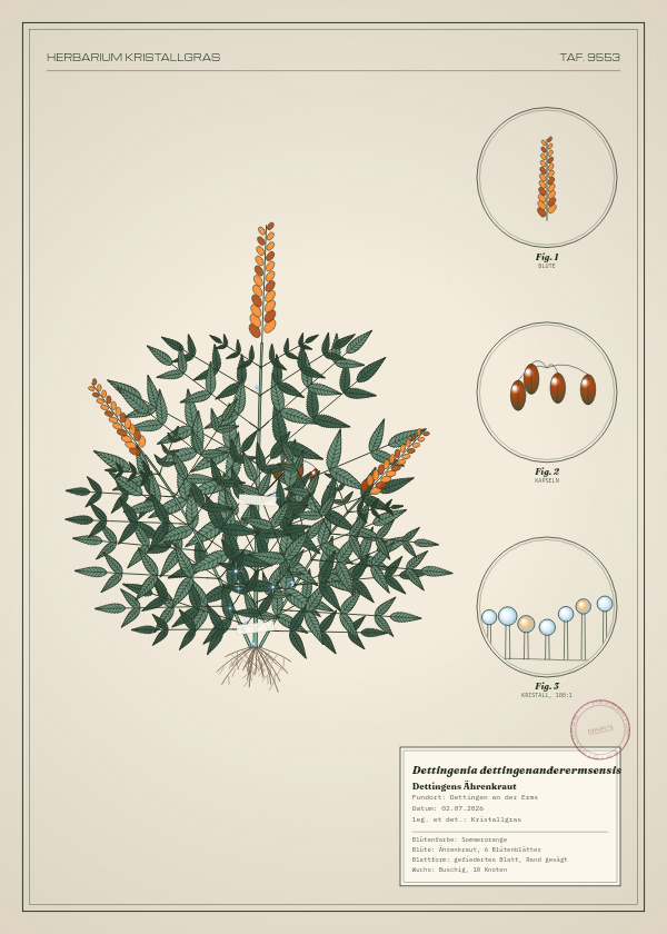 Botanische Tafel: Dettingenia dettingenanderermsensis, eine erfundene Pflanze aus Dettingen an der Erms, gezeichnet wie in einem alten Pflanzenatlas
