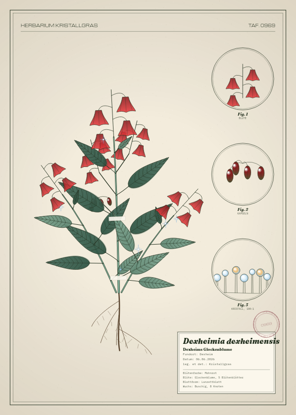Botanische Tafel: Dexheimia dexheimensis, eine erfundene Pflanze aus Dexheim, gezeichnet wie in einem alten Pflanzenatlas