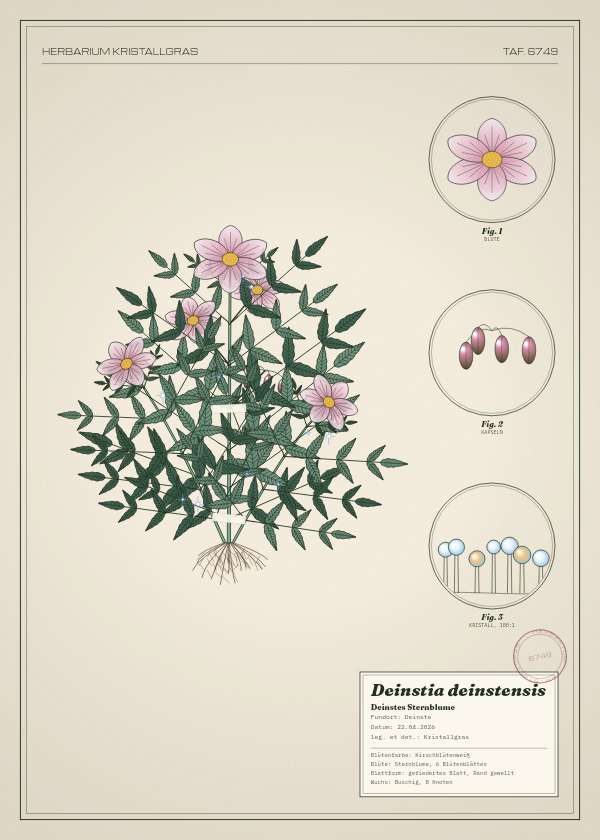 Botanische Tafel: Deinstia deinstensis, eine erfundene Pflanze aus Deinste, gezeichnet wie in einem alten Pflanzenatlas