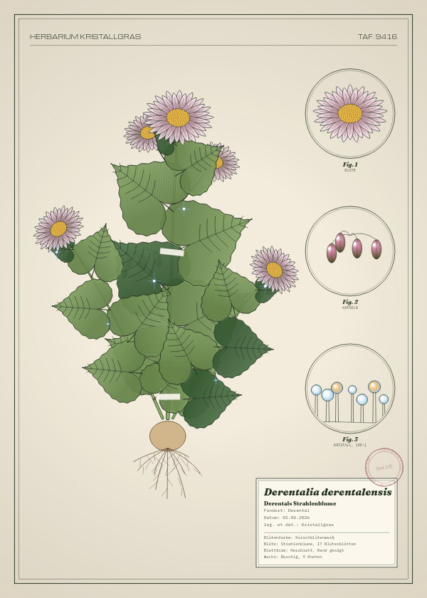 Botanische Tafel: Derentalia derentalensis, eine erfundene Pflanze aus Derental, gezeichnet wie in einem alten Pflanzenatlas
