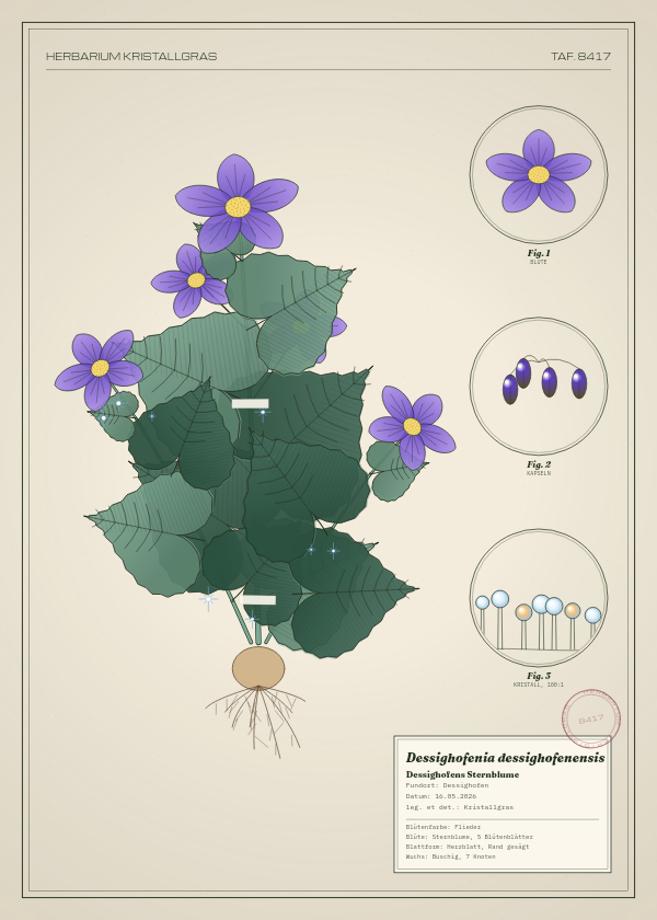 Botanische Tafel: Dessighofenia dessighofenensis, eine erfundene Pflanze aus Dessighofen, gezeichnet wie in einem alten Pflanzenatlas